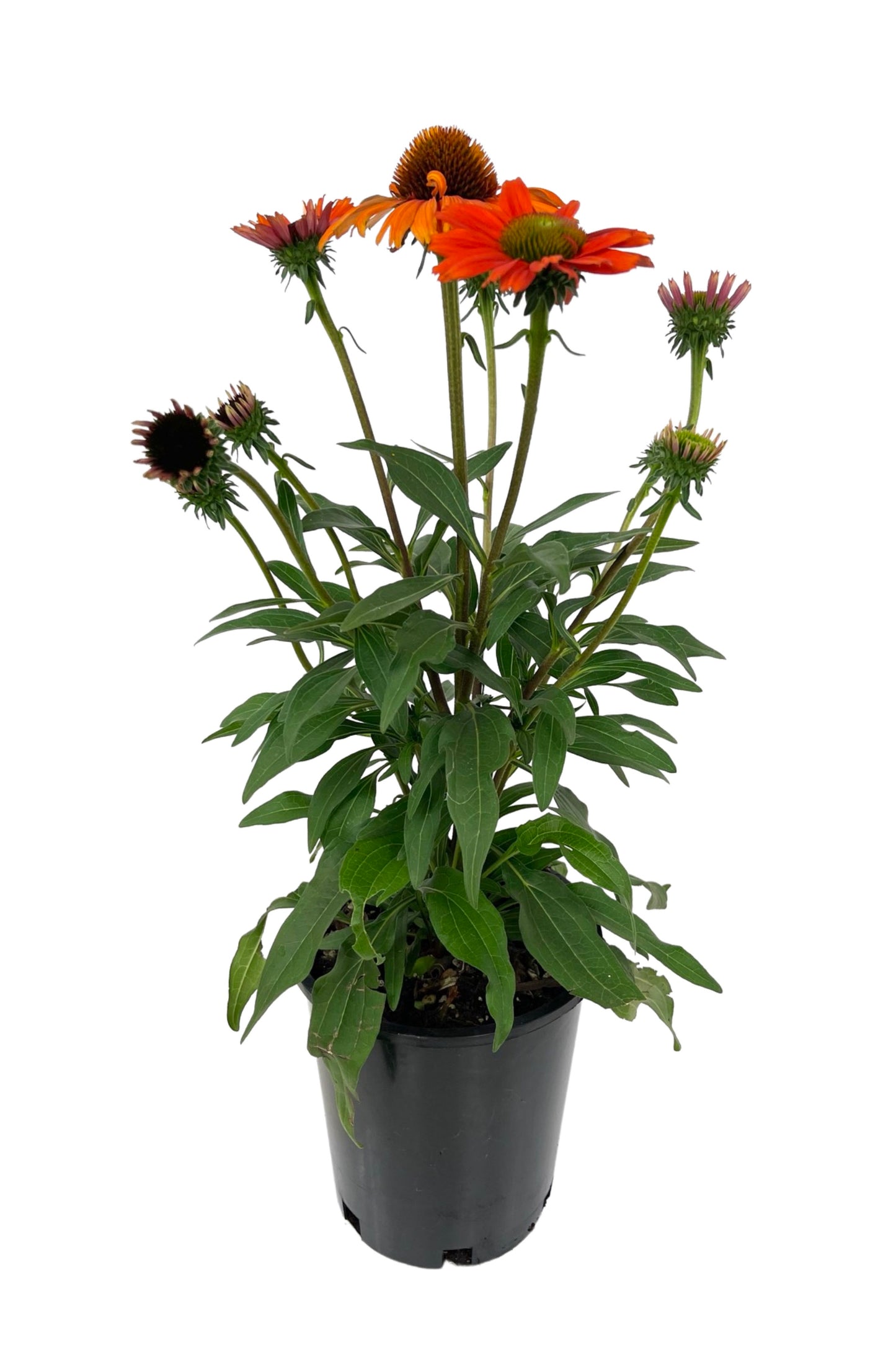 Echinacea 'Kismet Intense Orange'