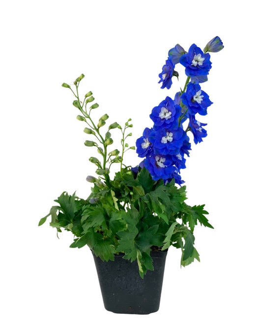 Delphinium elatum 'Aurora Blue'