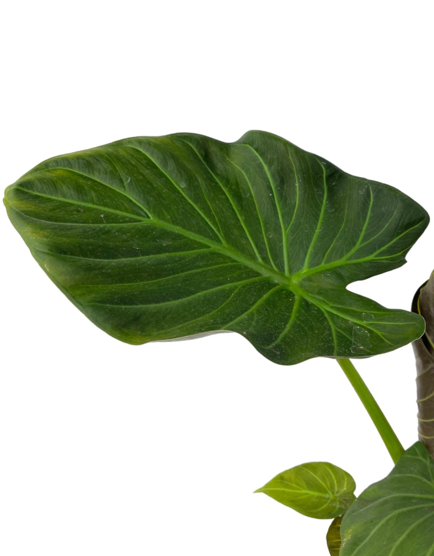 Alocasia 'Regal Shields' 1 Gallon