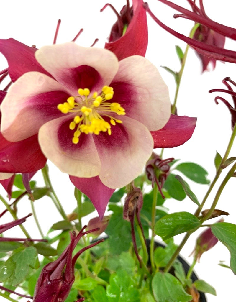 Aquilegia 'Winky Double Red/White'