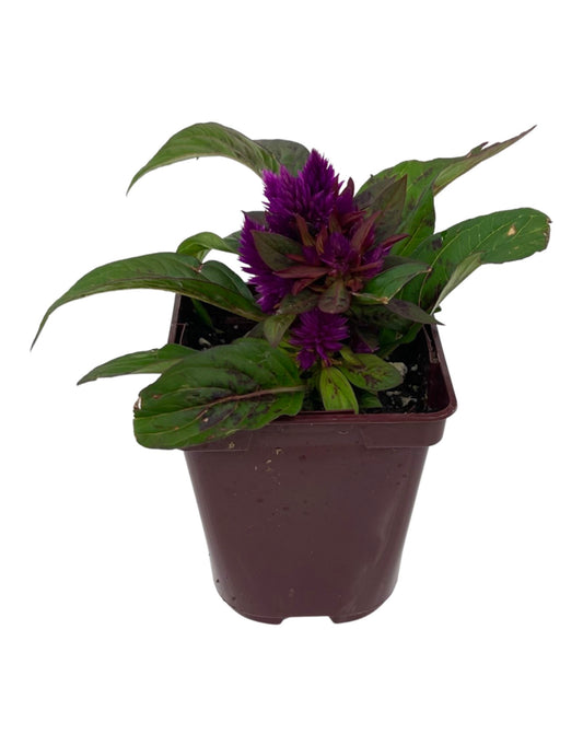 Celosia intenz 4 Inch