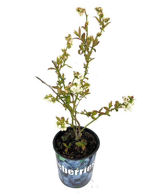 Vaccinium corymbosum Blueberry 'Elliot' 1 Gallon