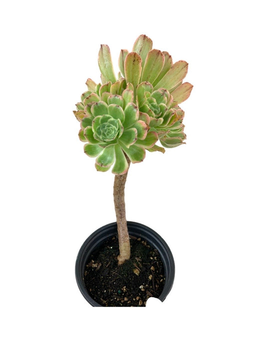 Aeonium arboreum 'Luteovariegatum' Quart