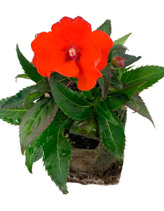 Sunpatiens  €˜Compact Electric Orange  4 Inch