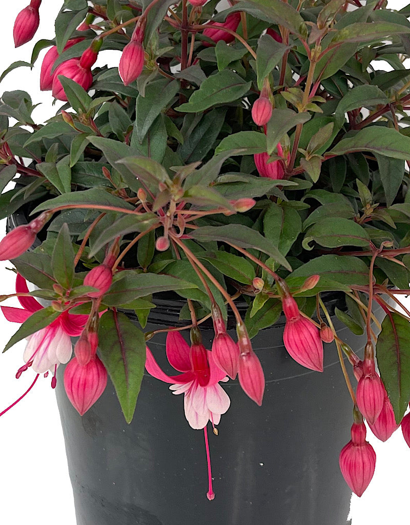 Fuchsia 'Alice Hoffman' 1 Gallon