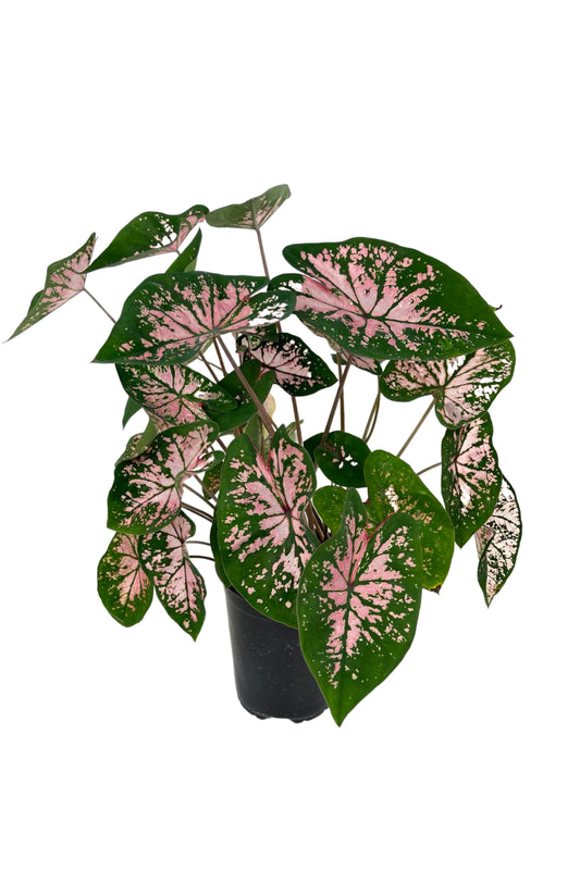 Caladium 'Pink Splash' 1 Gallon