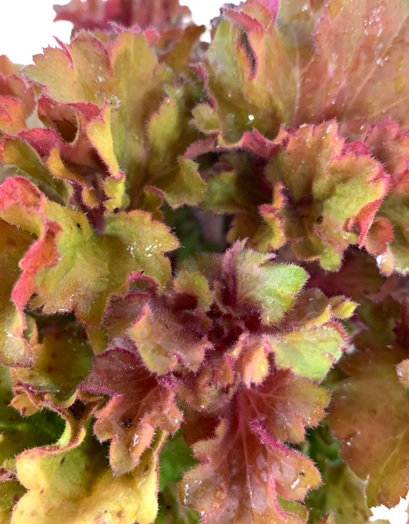 Heuchera 'Frilly' 6 Inch