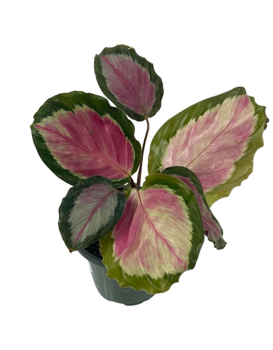 Calathea roseopicta  €˜Rosey  Quart