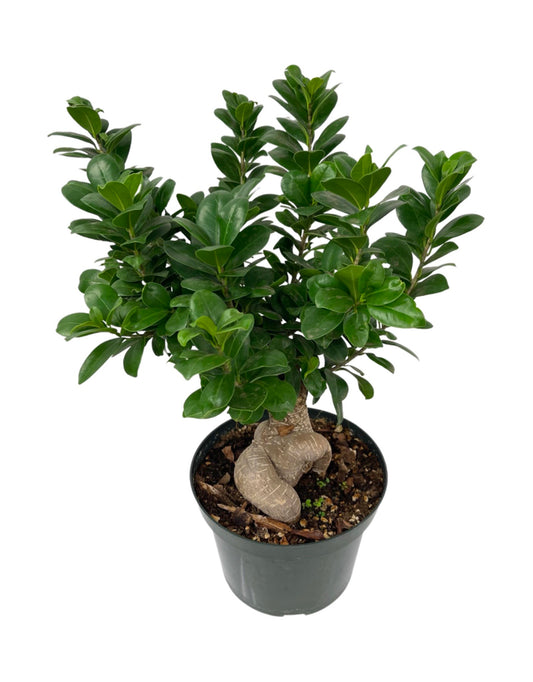 Ginseng Grafted Ficus Bonsai 8 Inch