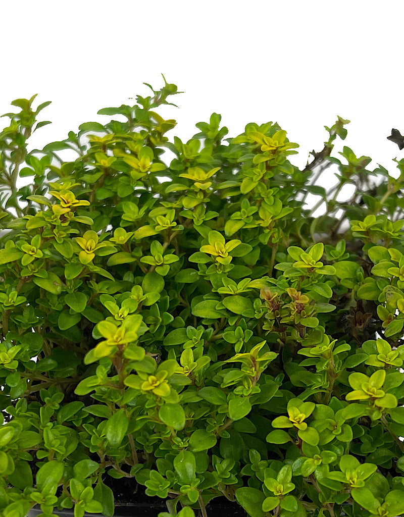 Thymus citriodorus 'Archers Gold' 4 Inch