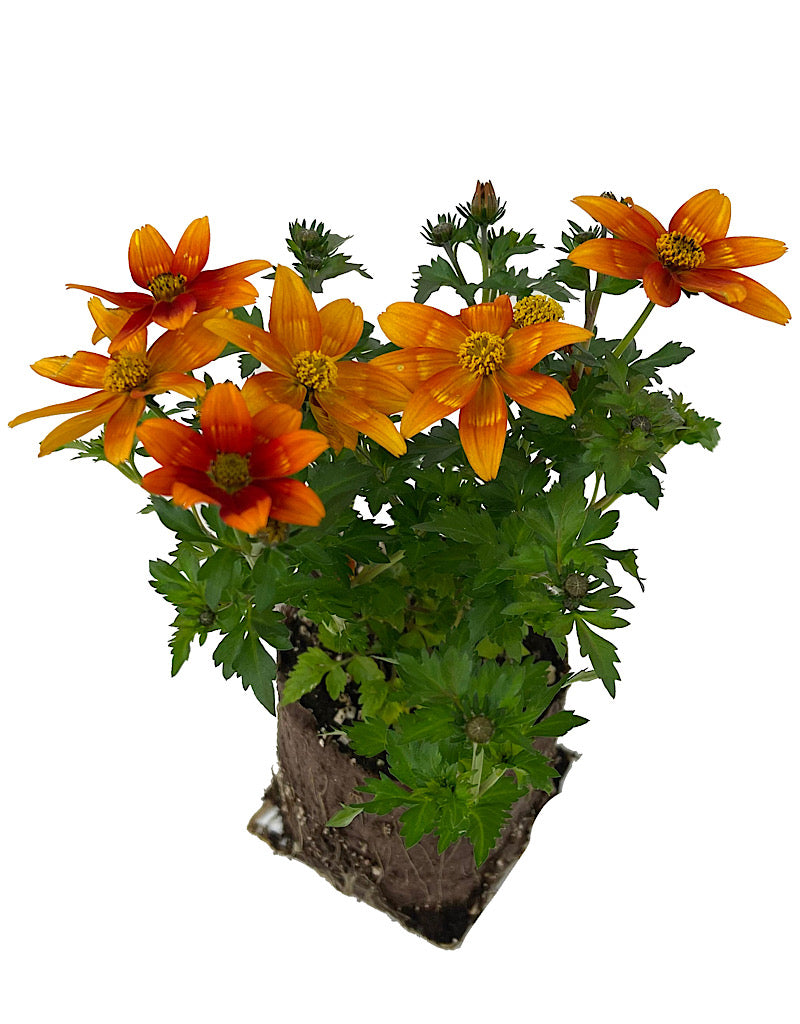 Bidens 'Bidyboom Bonfire' 4 Inch