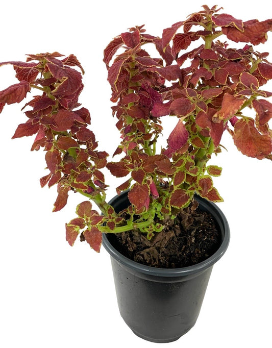 Coleus 'Sedona Sunset' Quart