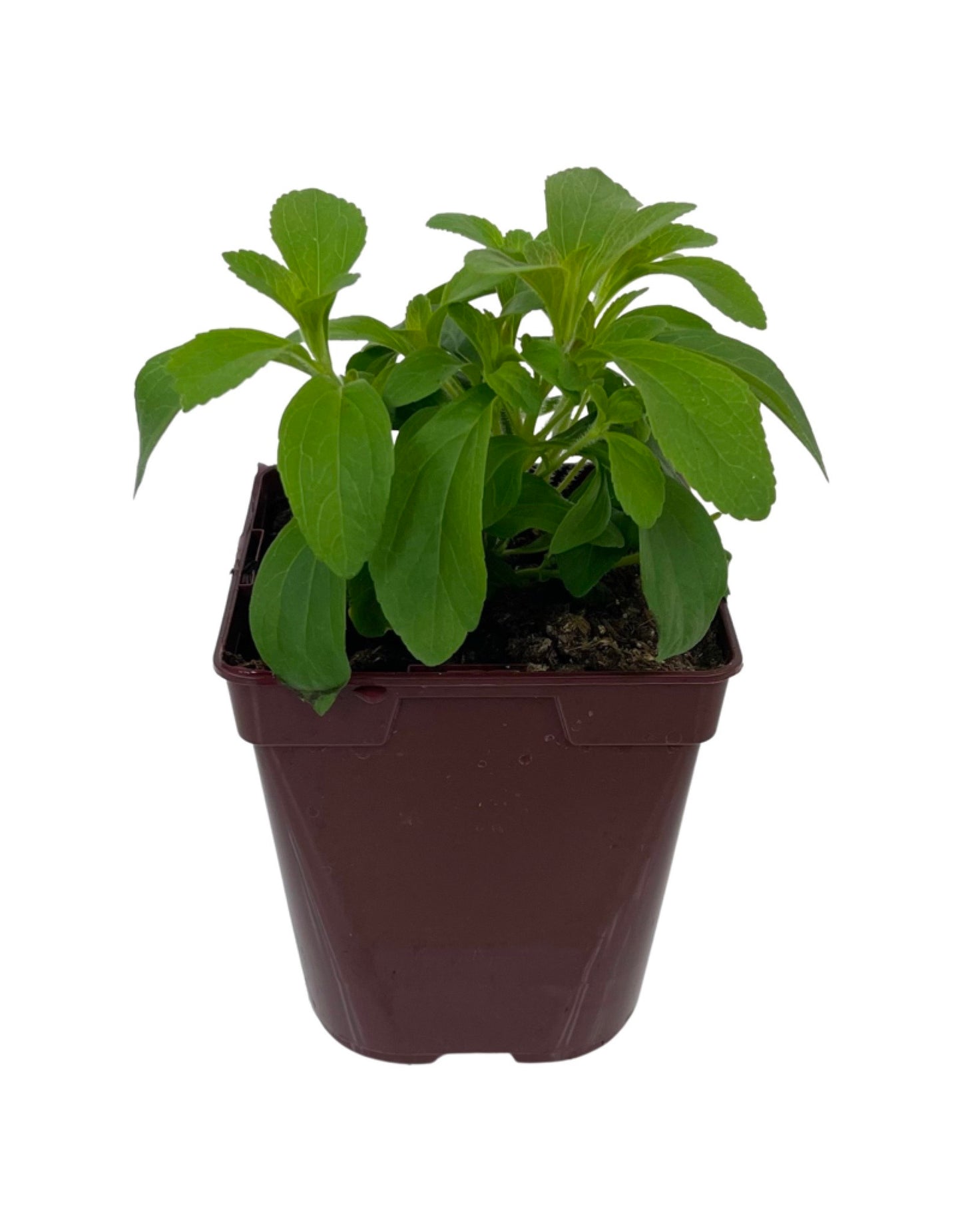 Stevia rebaudiana Quart