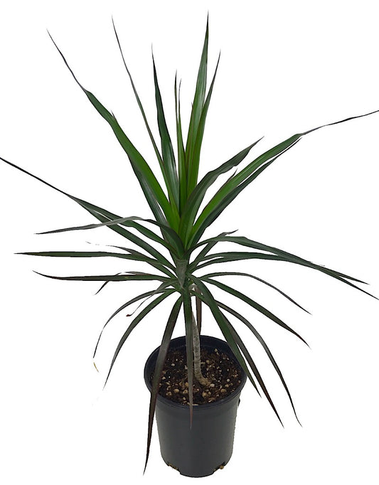 Dracaena marginata 'Magenta' 6 Inch