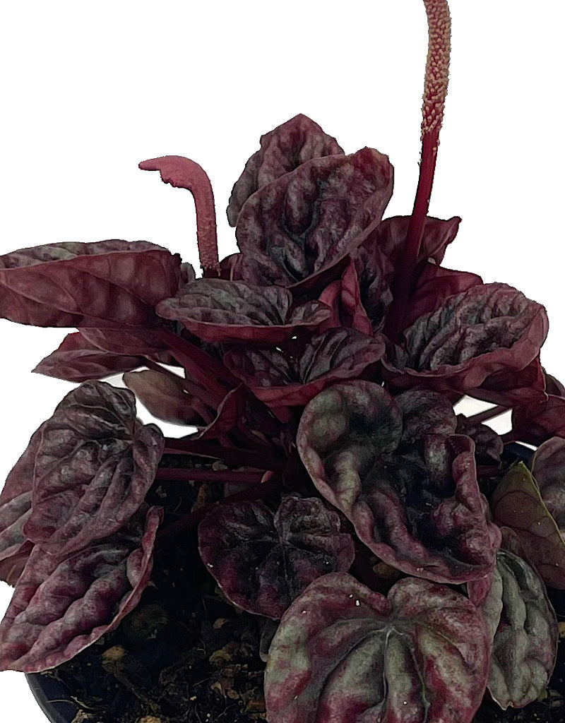 Peperomia  €˜Schumi Red  Quart