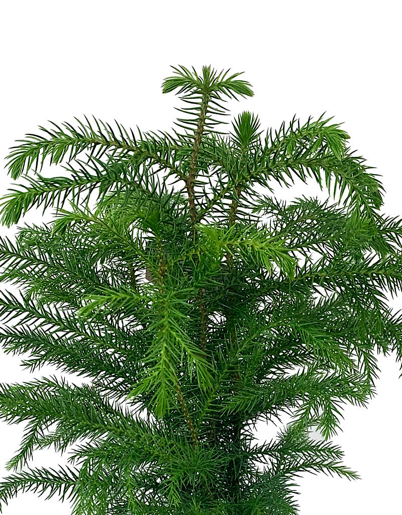 Araucaria heterophylla 4 Inch