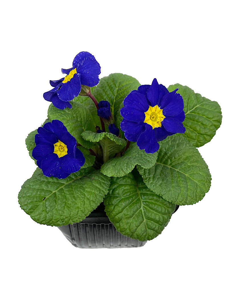 Primrose 4 Inch