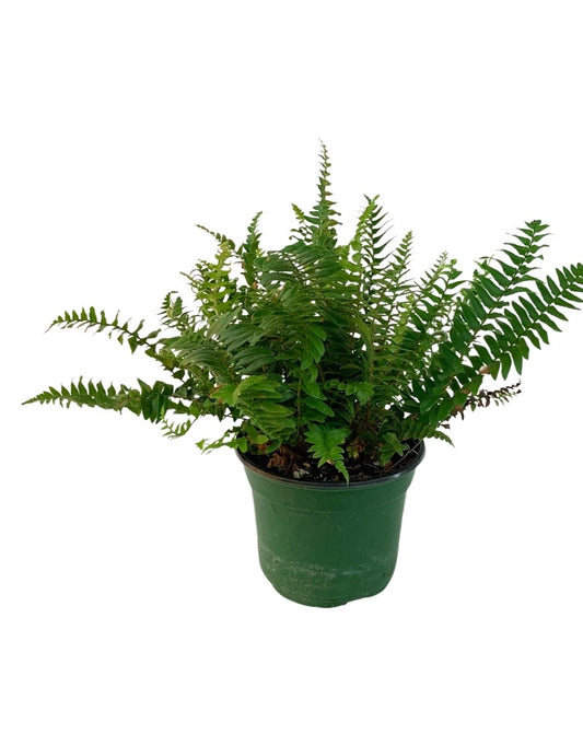 Polystichum munitum 'Western Sword Fern' 6 Inch