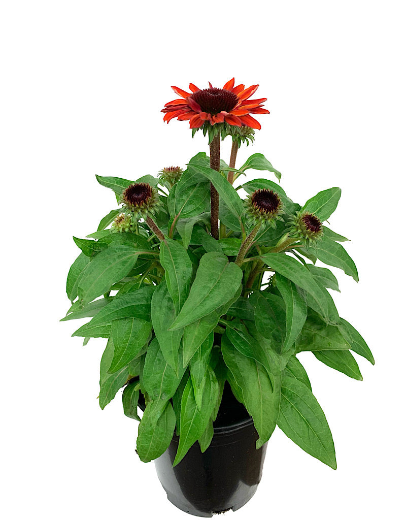 Echinacea 'Sombrero Sangrita' 1 Gallon