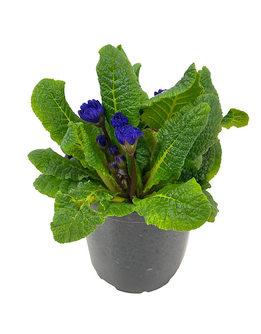 Primula prima belarina Blue Champion Quart