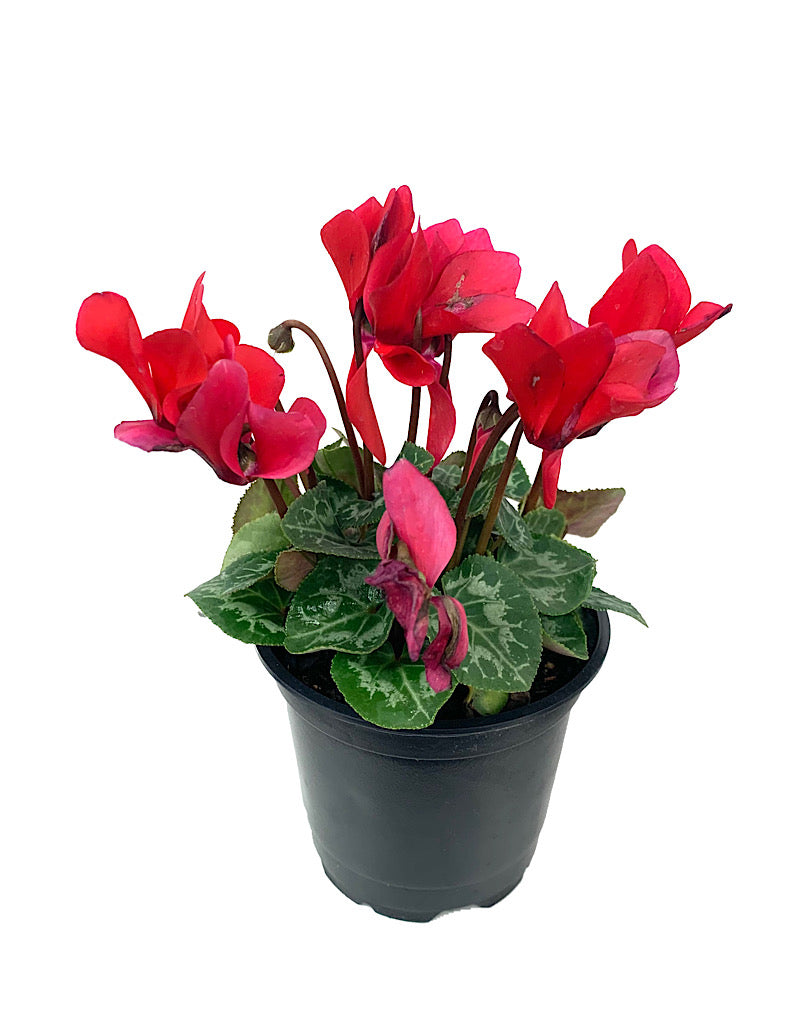 Cyclamen 'Laser Synchro Scarlet' 4 inch