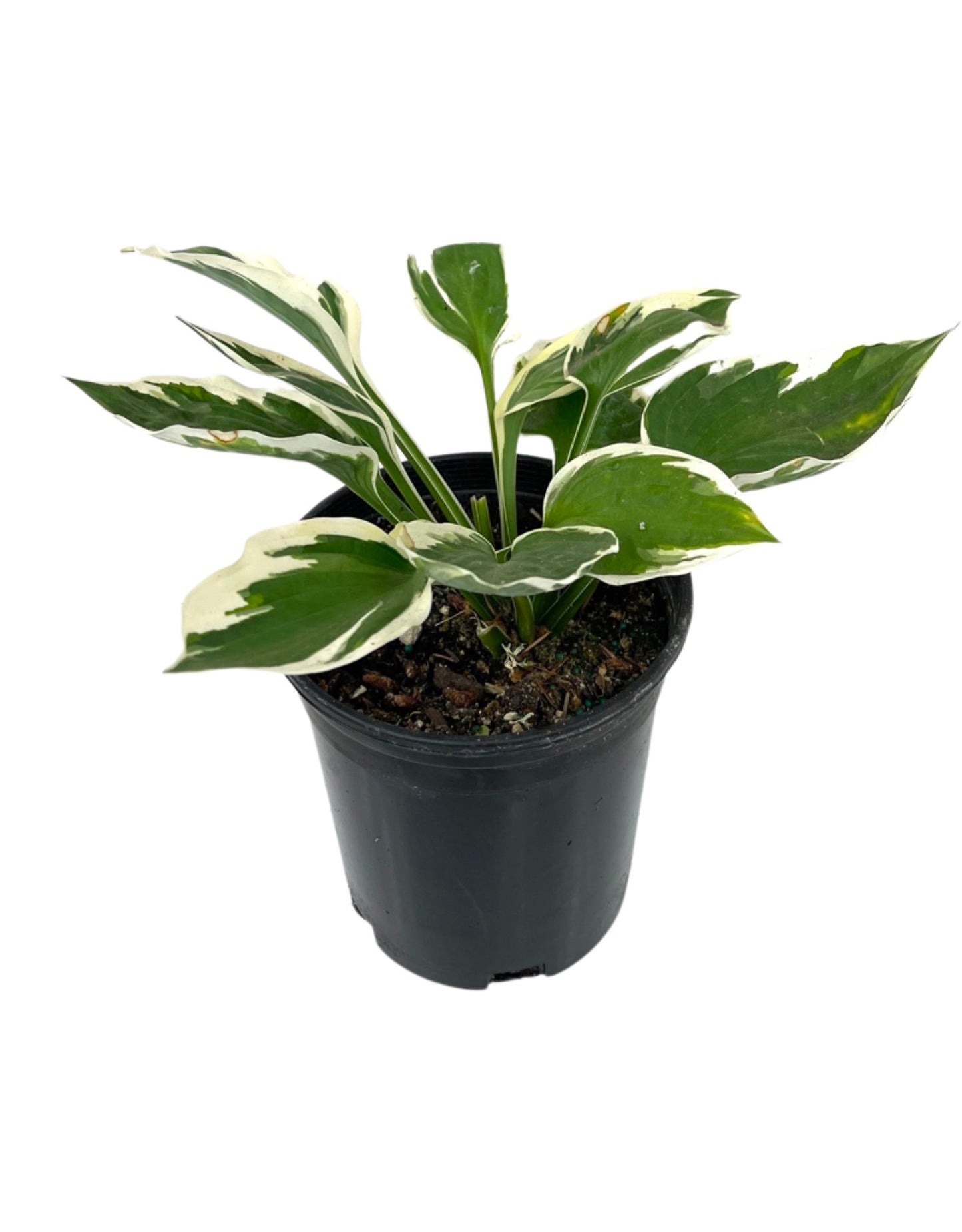 Hosta 'Patriot' 1 Gallon