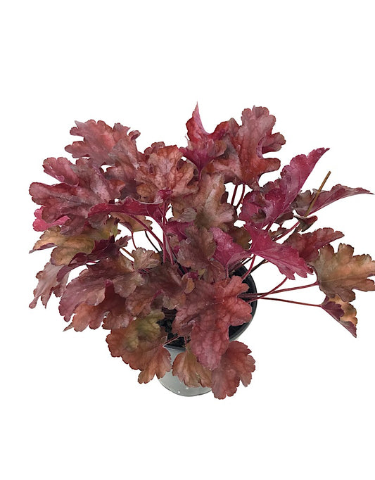 Heuchera 'Peach Flambe'