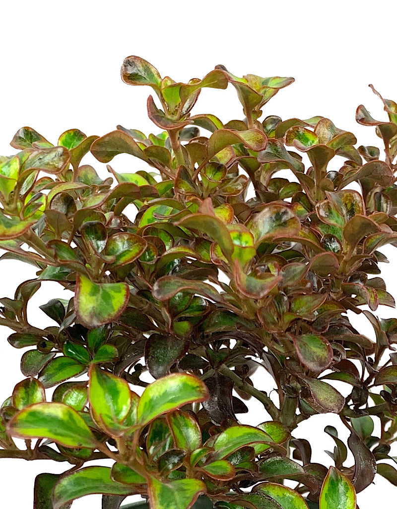 Coprosma 'Tequila Sunrise' 1 Gallon