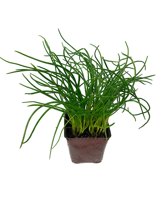 Chives 'Curly'  4 inch