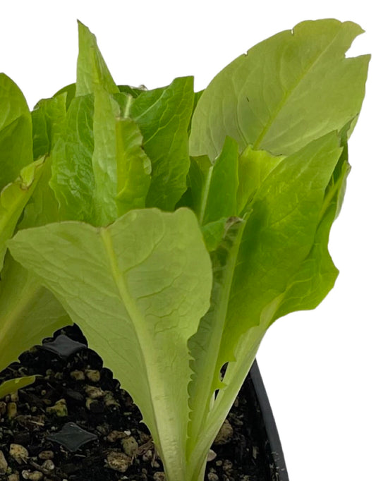 Lettuce 'Winter Density' Jumbo Traypack