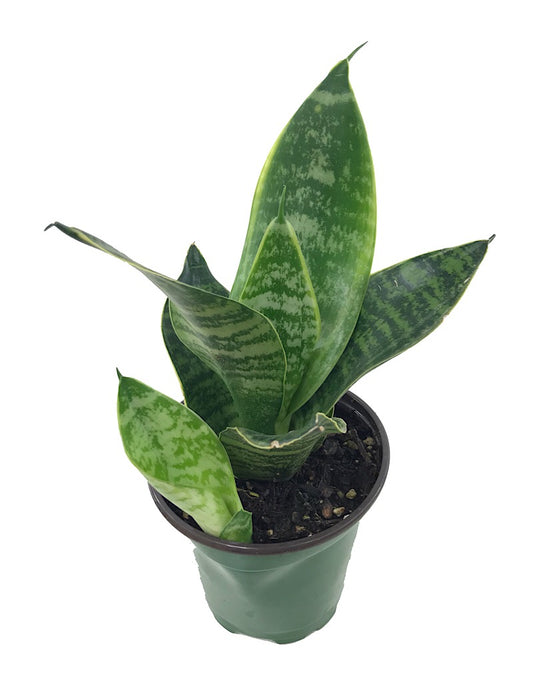 Sansevieria fut. 'Robusta'- 4 inch