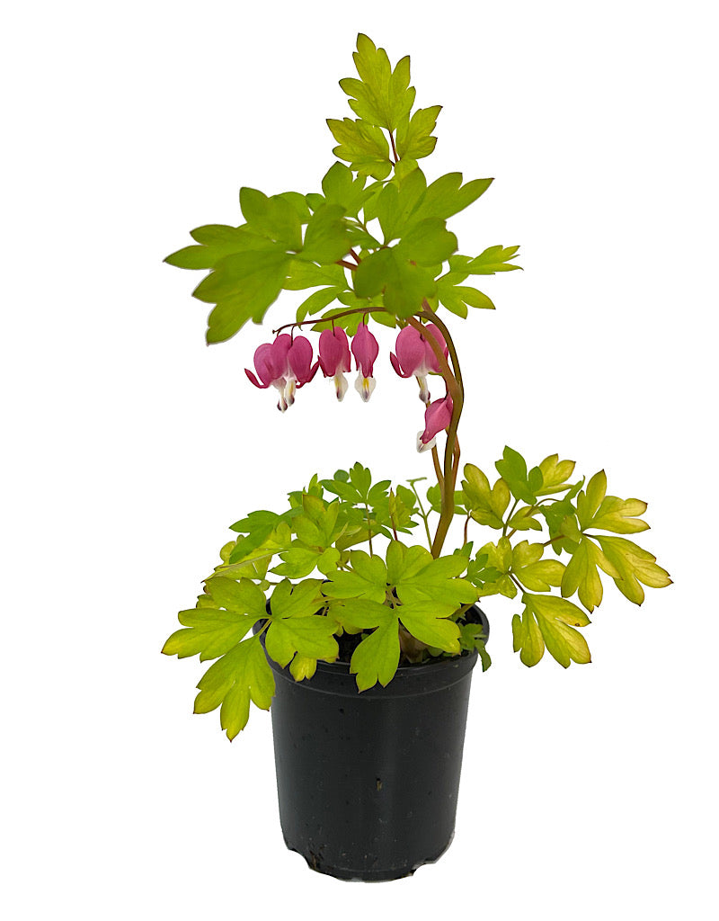 Dicentra 'Gold Heart' Quart