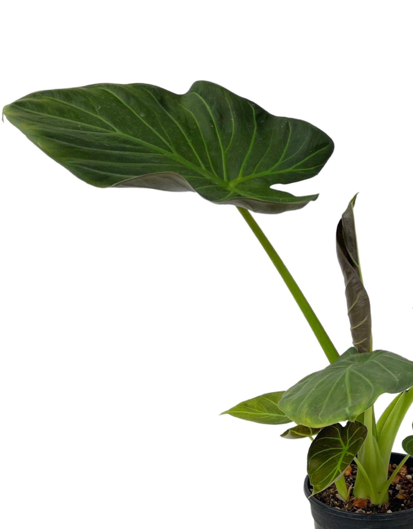 Alocasia 'Regal Shields' 1 Gallon