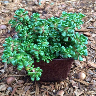 Sedum oreganum 4 Inch