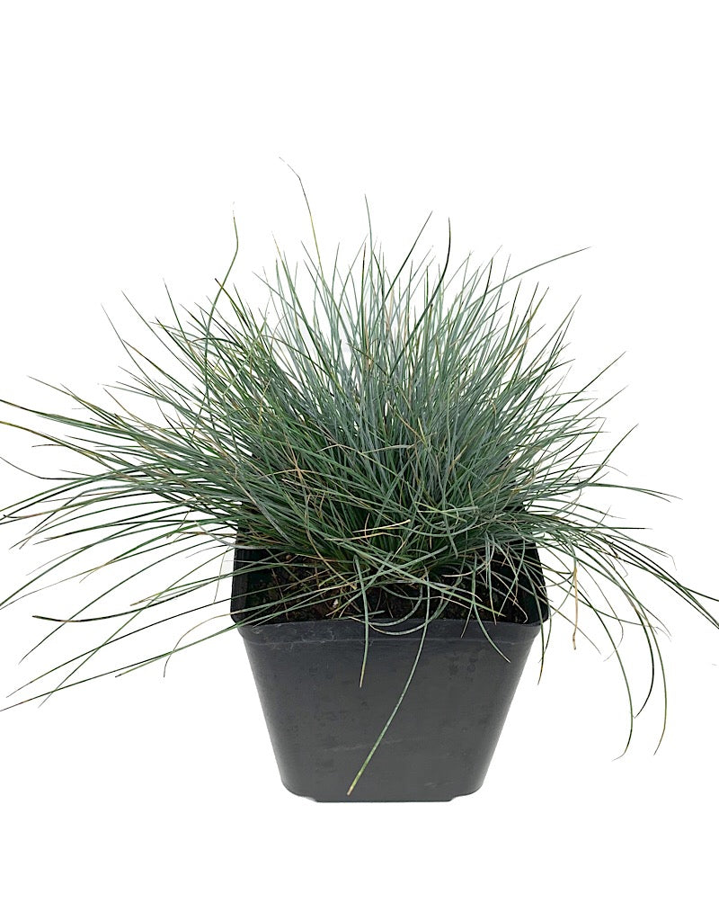 Festuca glauca 'Beyond Blue'