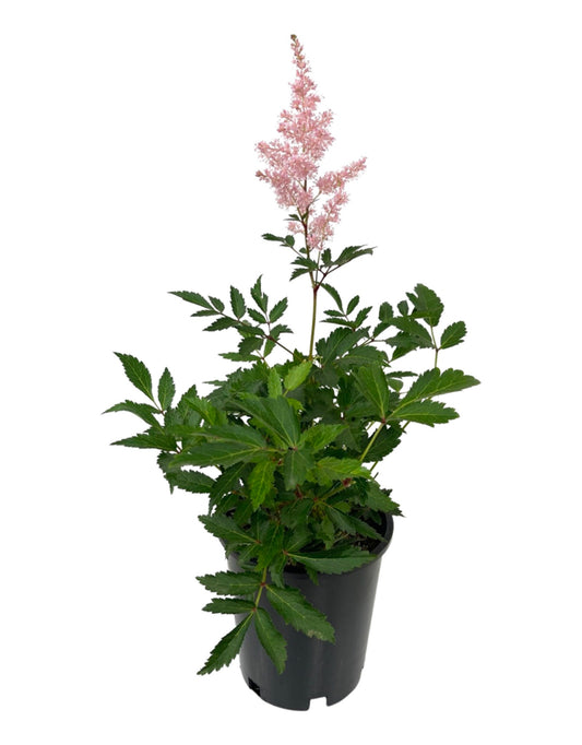 Astilbe 'Younique Silvery Pink' 1 Gallon