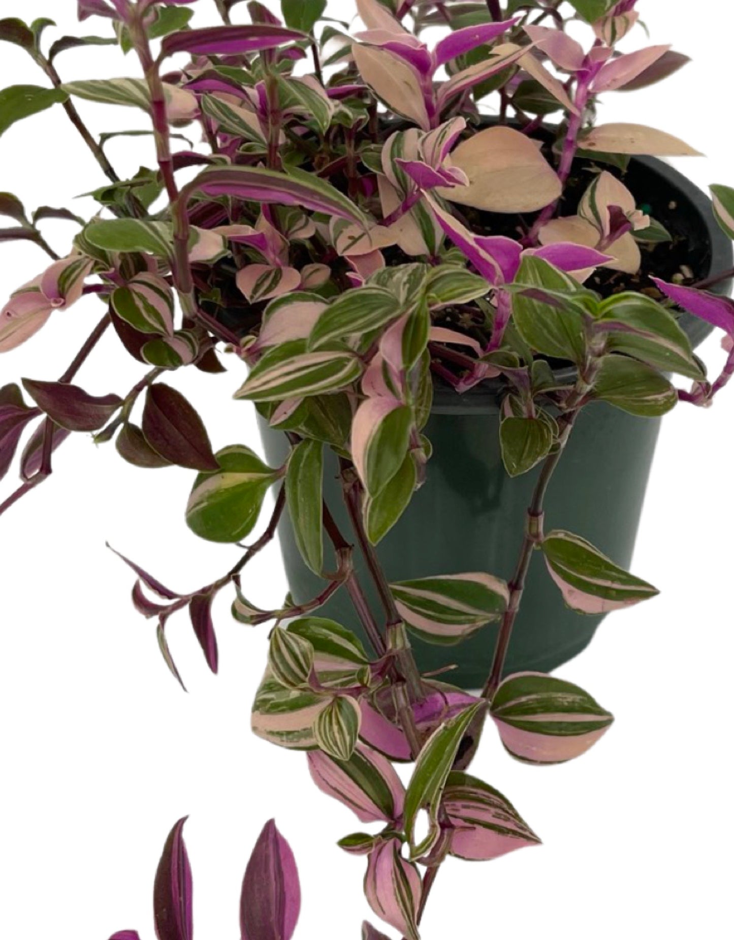 Tradescantia zebrina 'Quadricolor' Quart