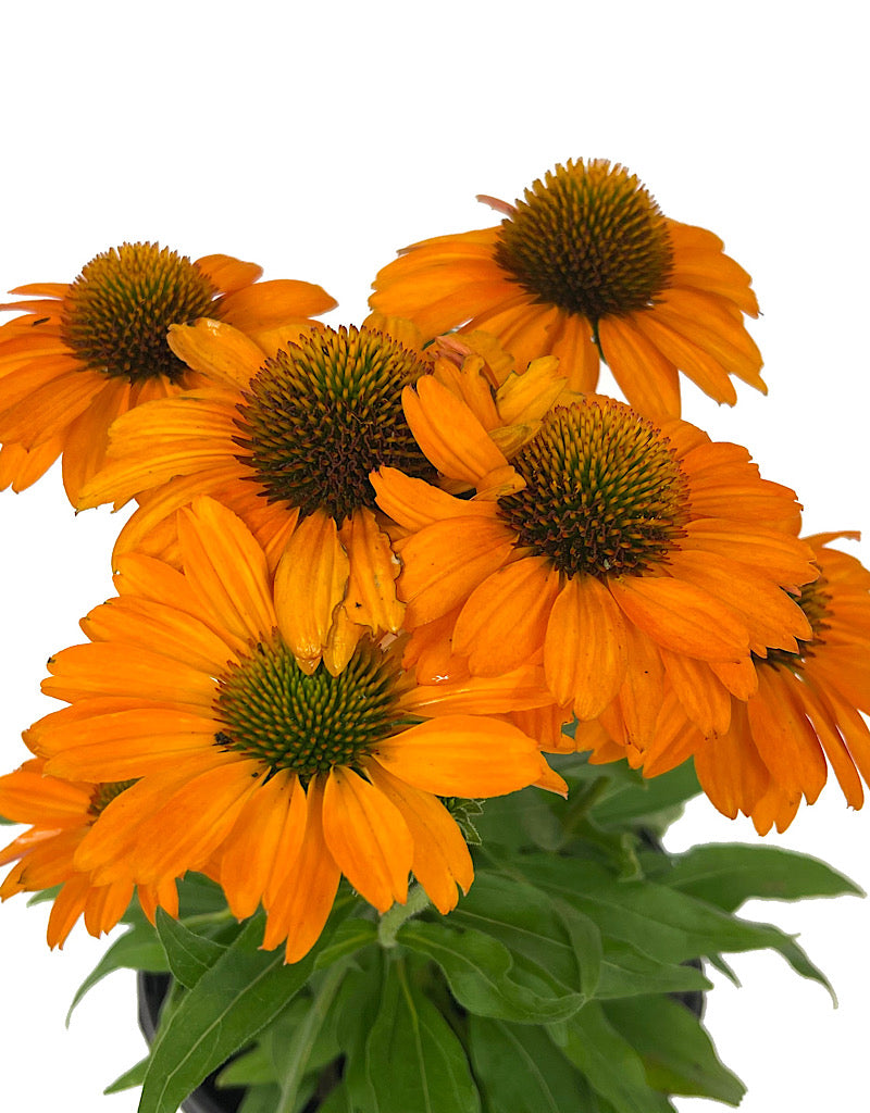 Echinacea 'Prima Saffron' 1 Gallon