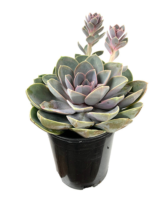 Echeveria 'Perle von Nurnberg' 1 Gallon