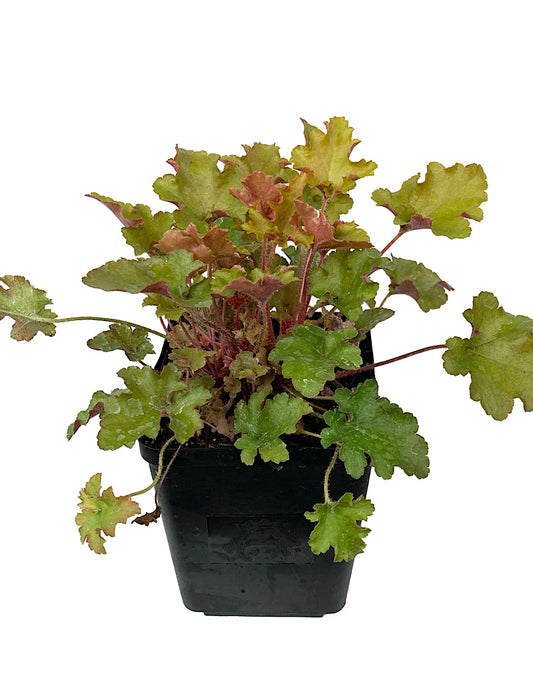 Heuchera 'September Morn' Quart