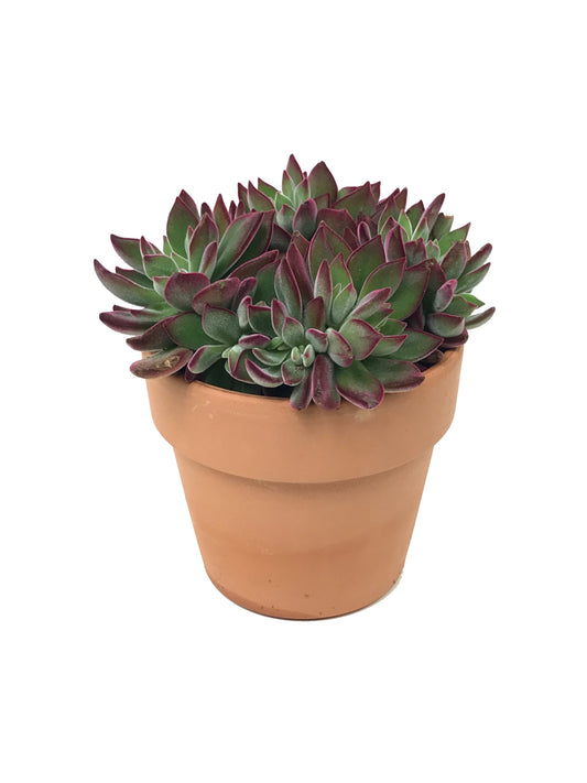 Echeveria  €˜Devotion  Planter  5 inch