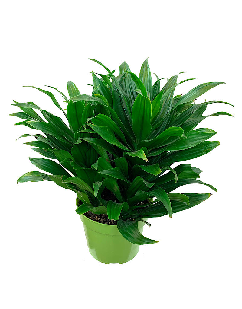 Dracaena 'JC Compacta' 6 Inch