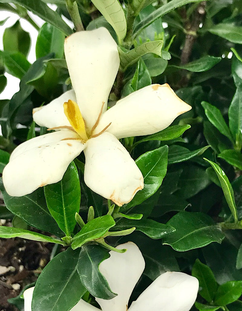 Gardenia jasminoides 'Sweet Star'  2 gal