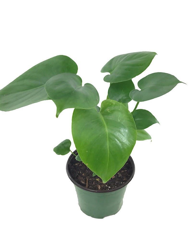 Monstera deliciosa 6 Inch