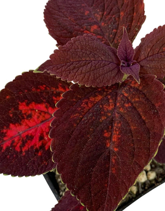 Coleus 'Kingswood Torch' 4 Inch