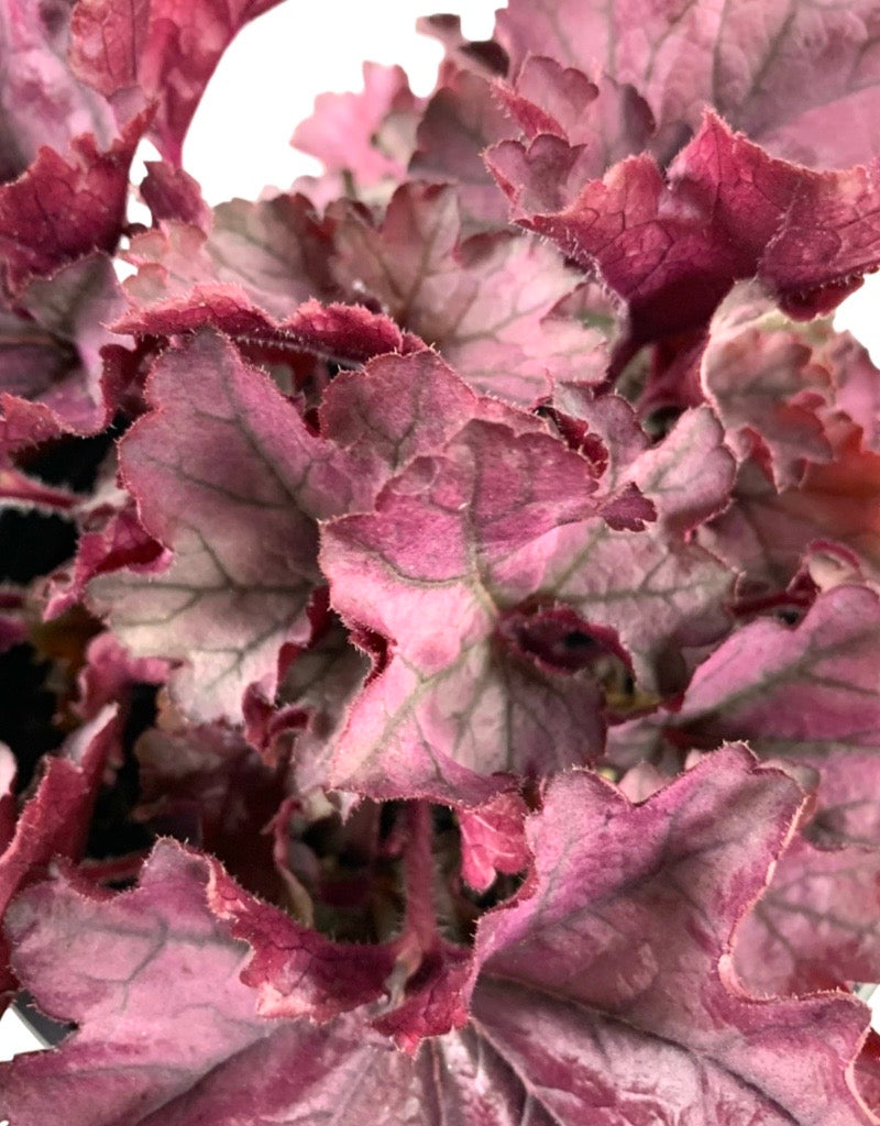 Heuchera 'Spellbound' 1 Gallon