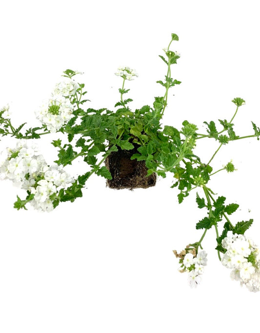 Verbena 'Endurascape White  4 Inch