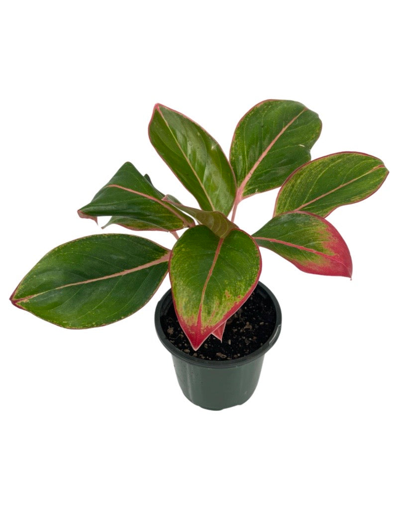 Aglaonema 'Sapphire Suzanne' Quart