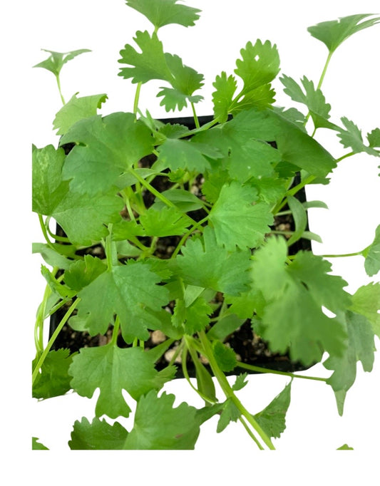 Cilantro Organic