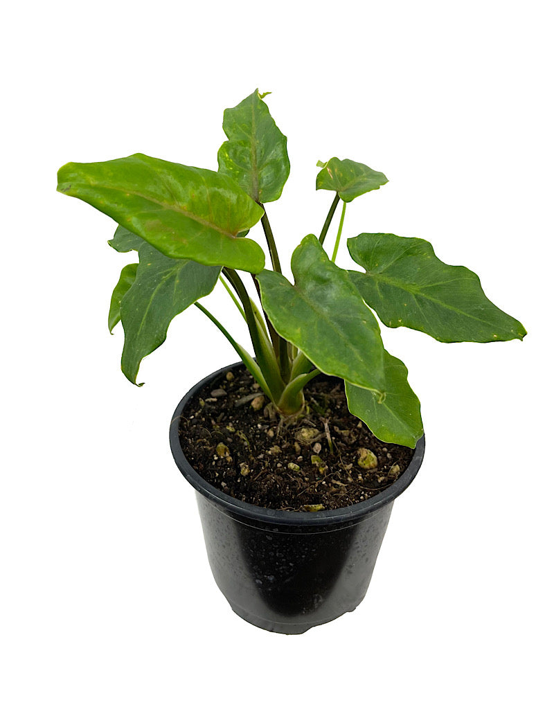 Philodendron 'Xanadu' Quart